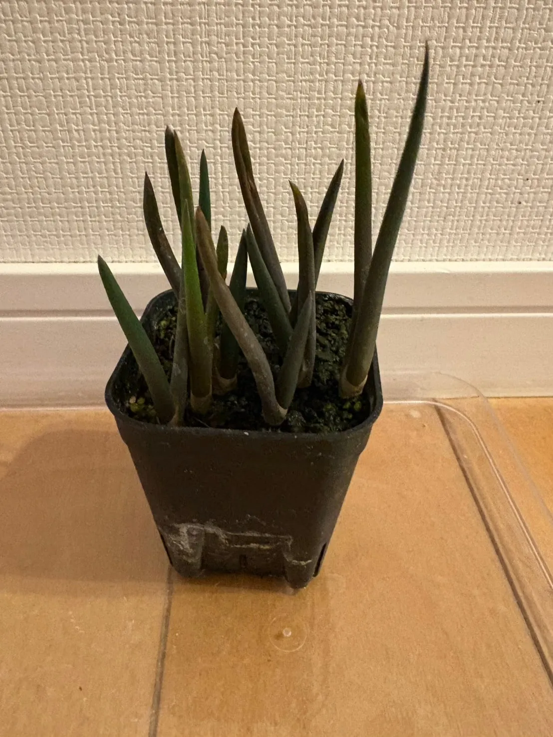 Aloe suzannae (アロエ スザンナエ)