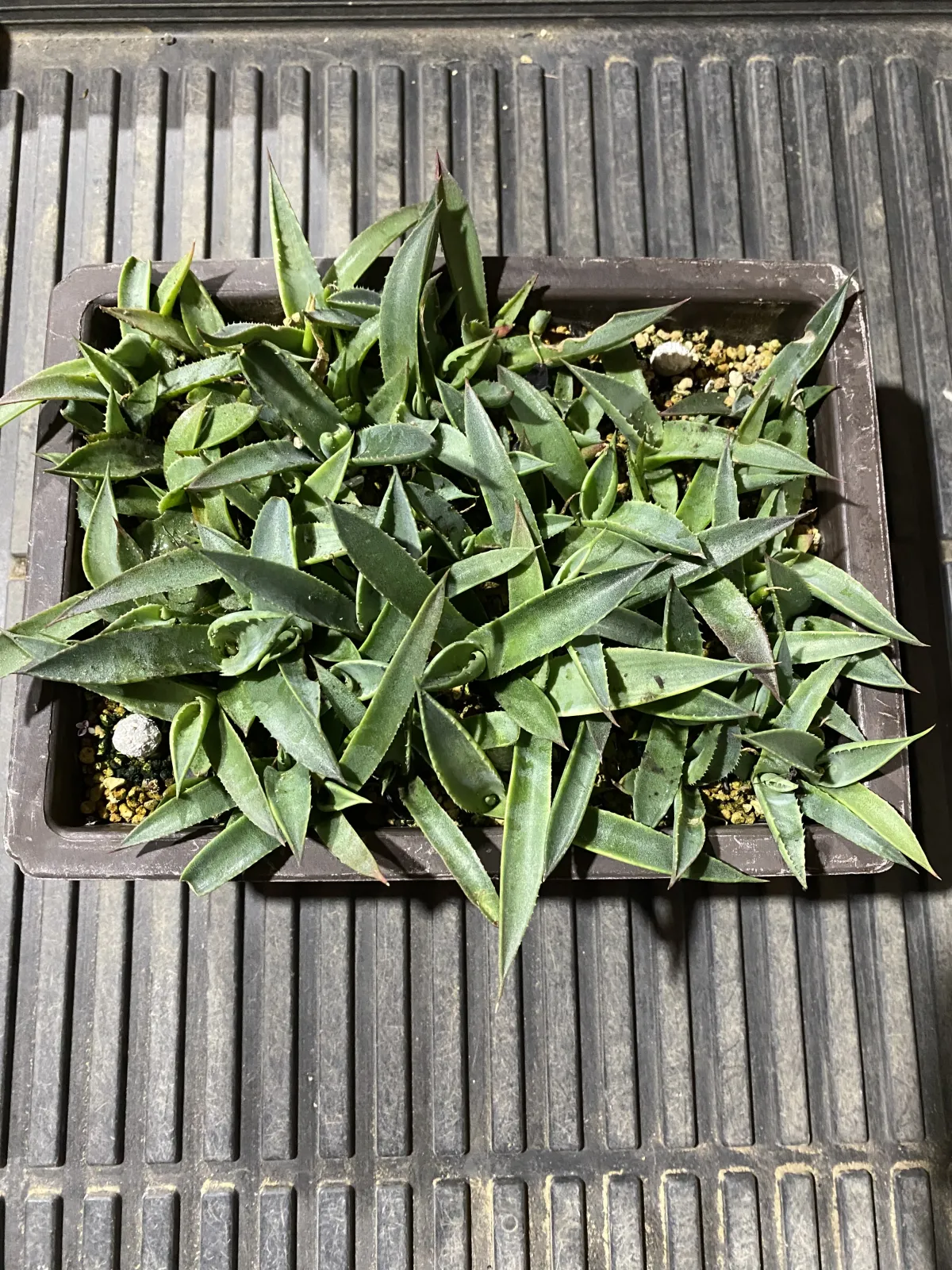 Agave parryi subsp. parryi (アガベ パリー)