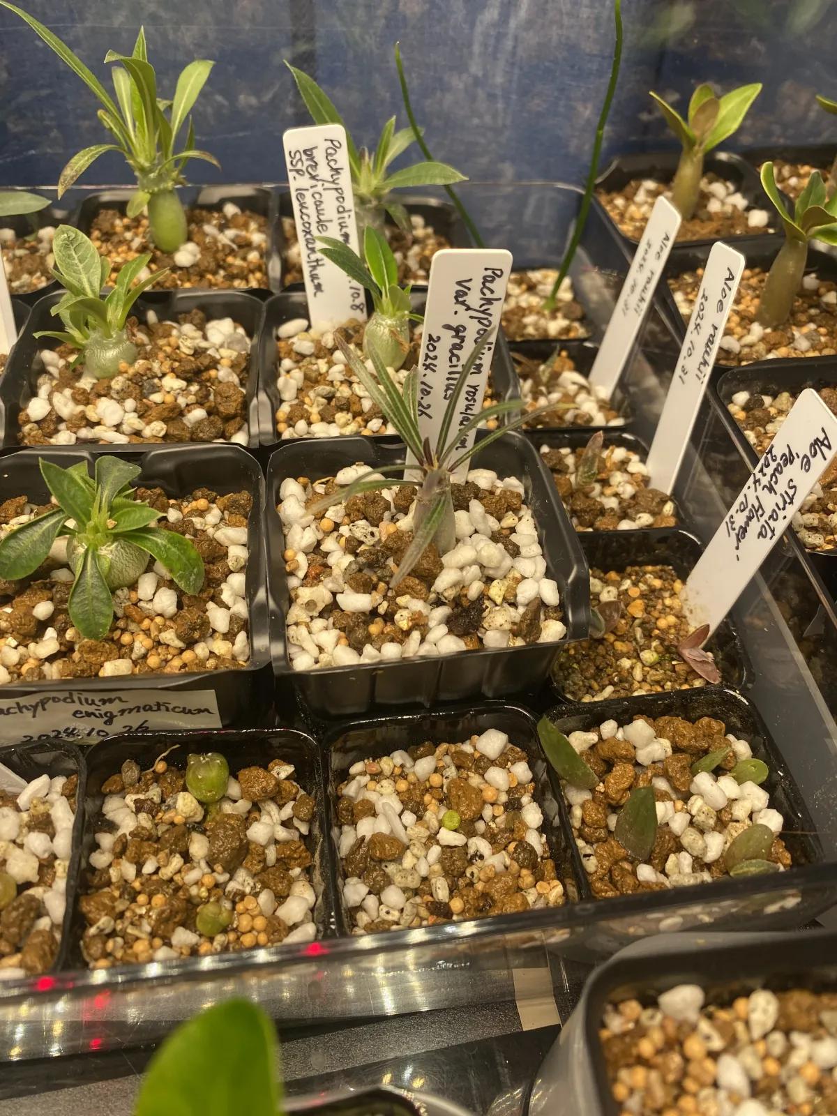 Pachypodium rosulatum var. gracilius (パキポディウム グラキリス)