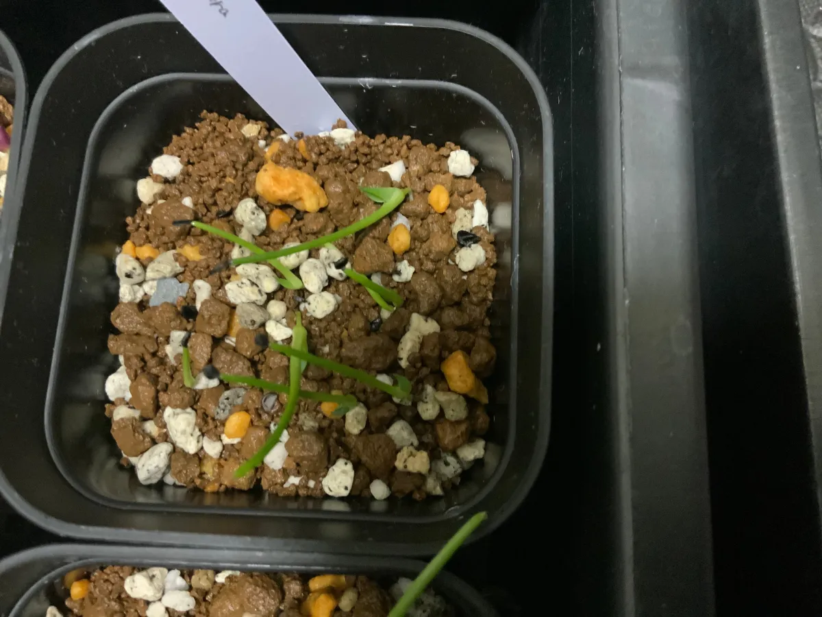 Agave schidigera (アガベ シジゲラ)