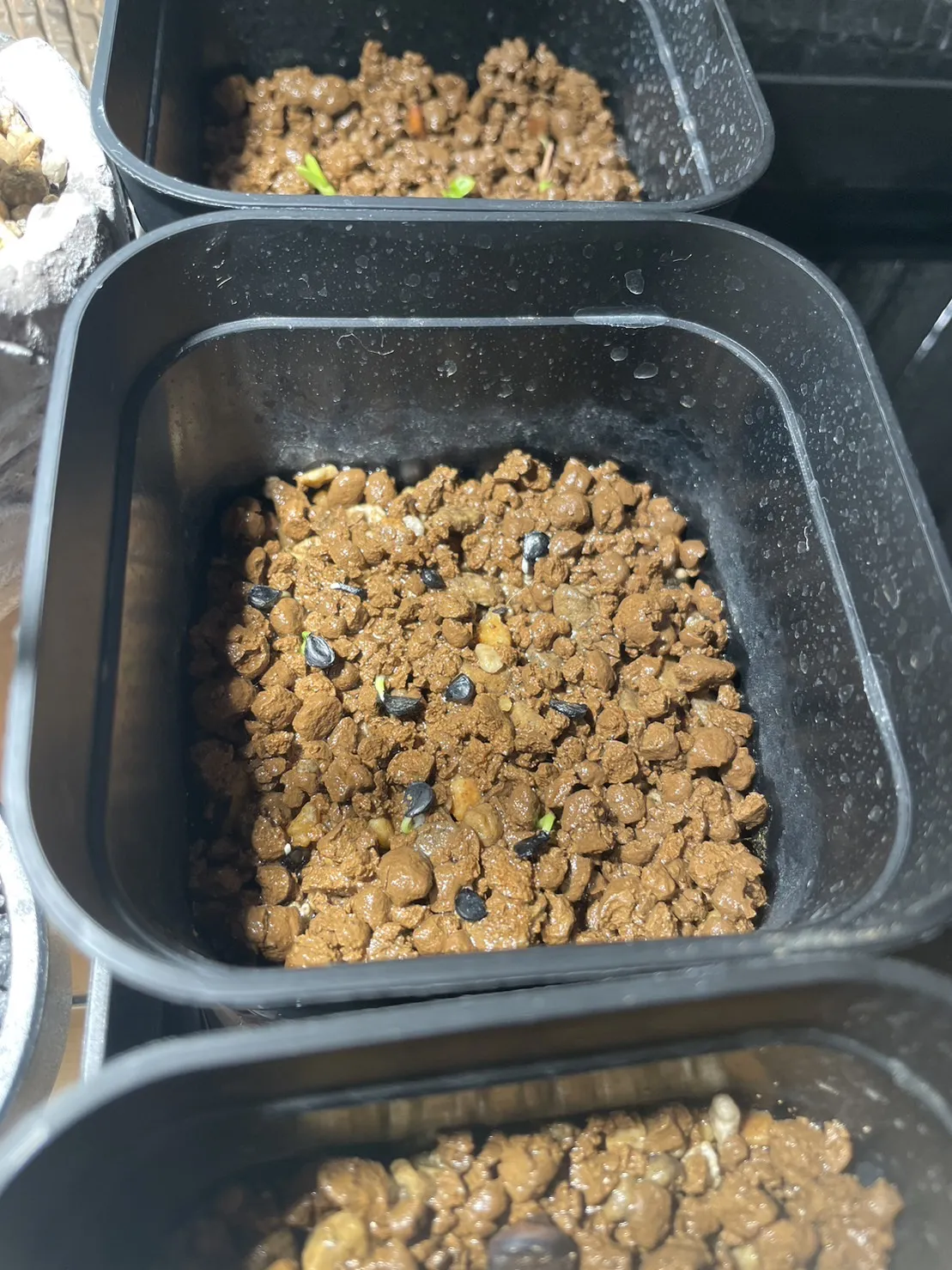 Agave utahensis var. eborispina (アガベ エボリスピナ)