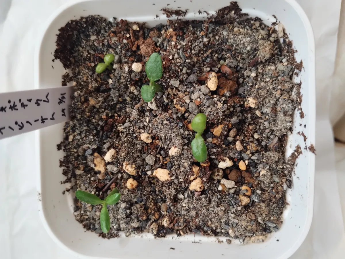 Pachypodium rosulatum var. inopinatum (パキポディウム イノピナツム)