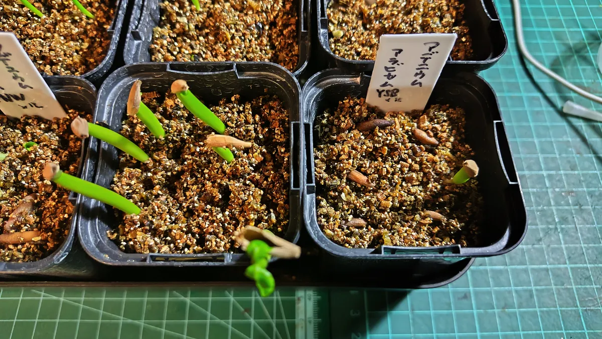 Adenium arabicum (アデニウム アラビカム)