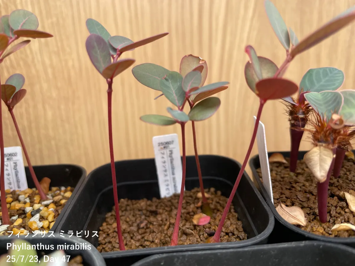 Phyllanthus mirabilis (フィランサス ミラビリス)