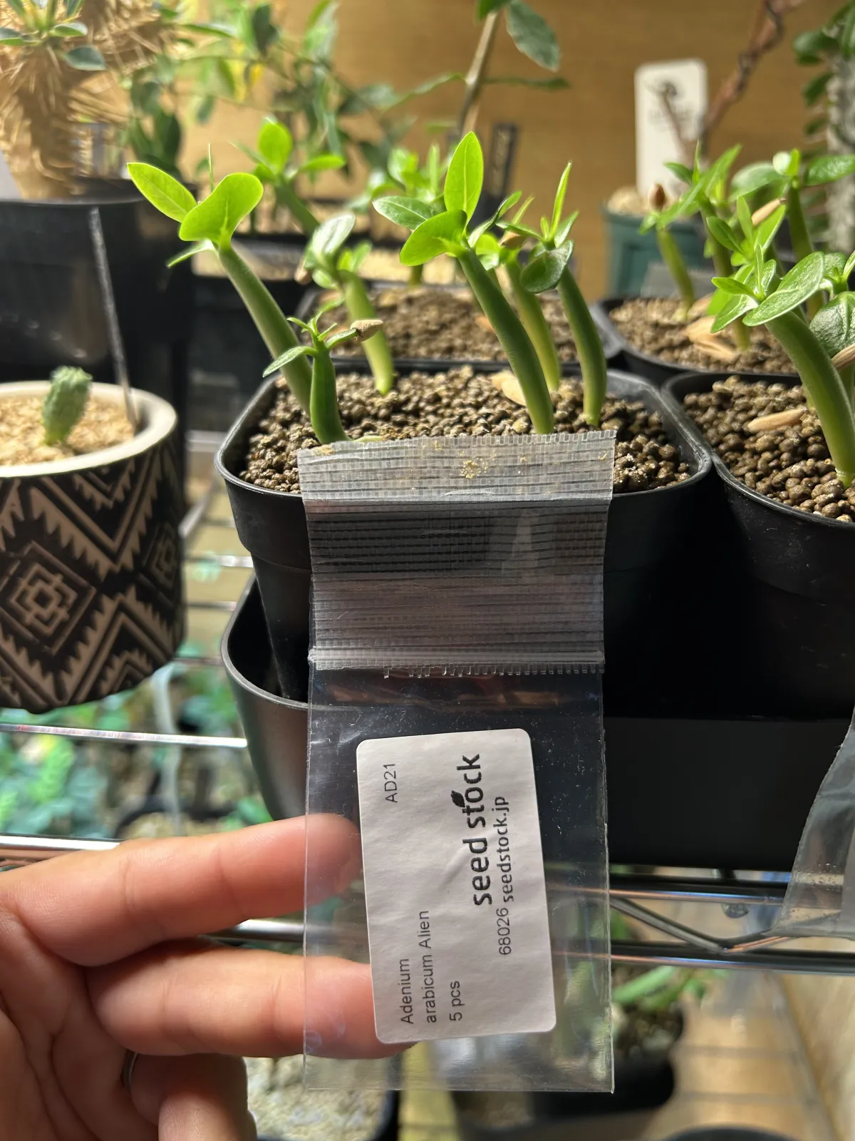 Adenium arabicum (アデニウム エイリアン)