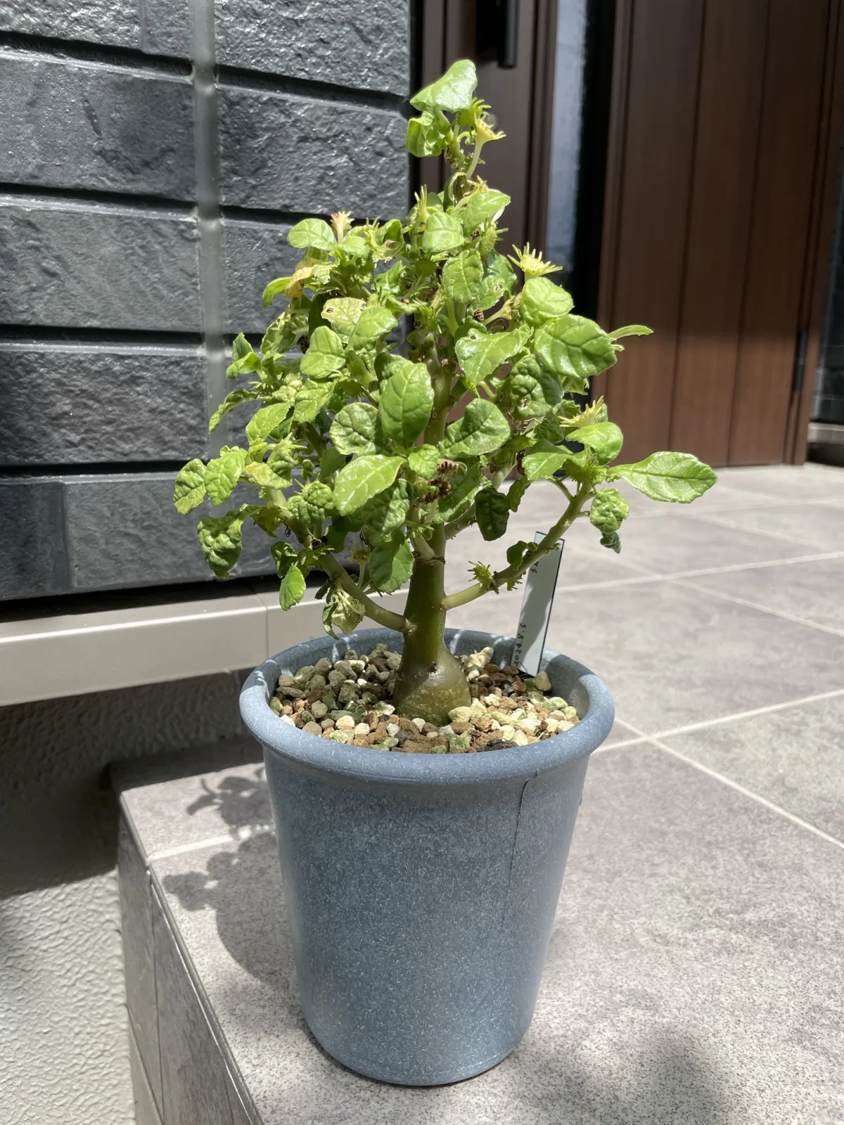 Dorstenia contrajerva (ドルステニア コントラエルバ)