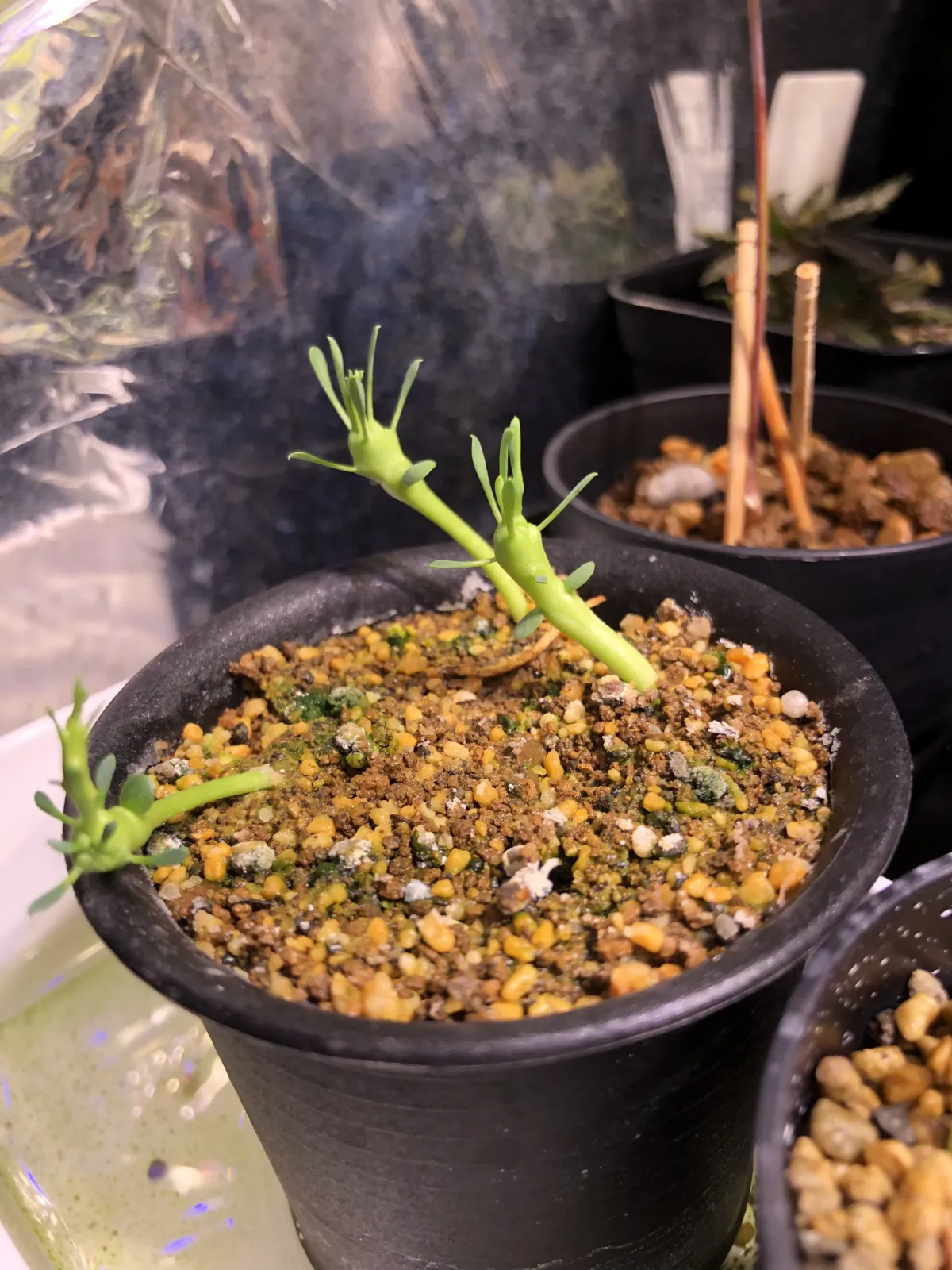 Euphorbia gorgonis (ユーフォルビア ゴルゴニス 金輪際)