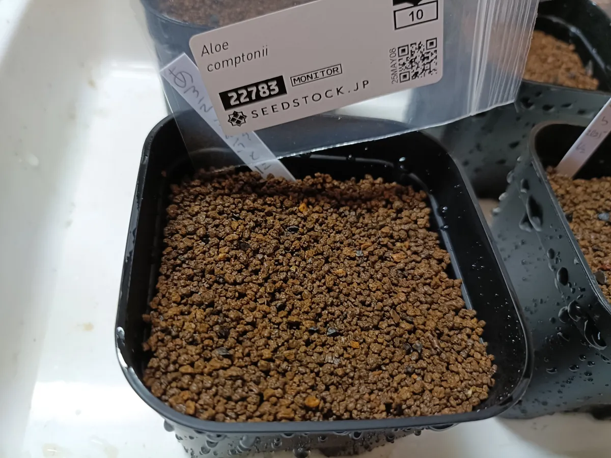 Aloe comptonii (アロエ コンプトニー)