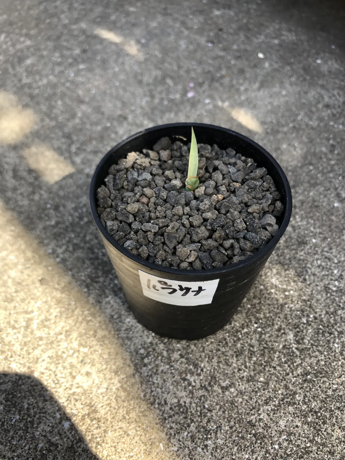 Agave parrasana (アガベ パラサナ)