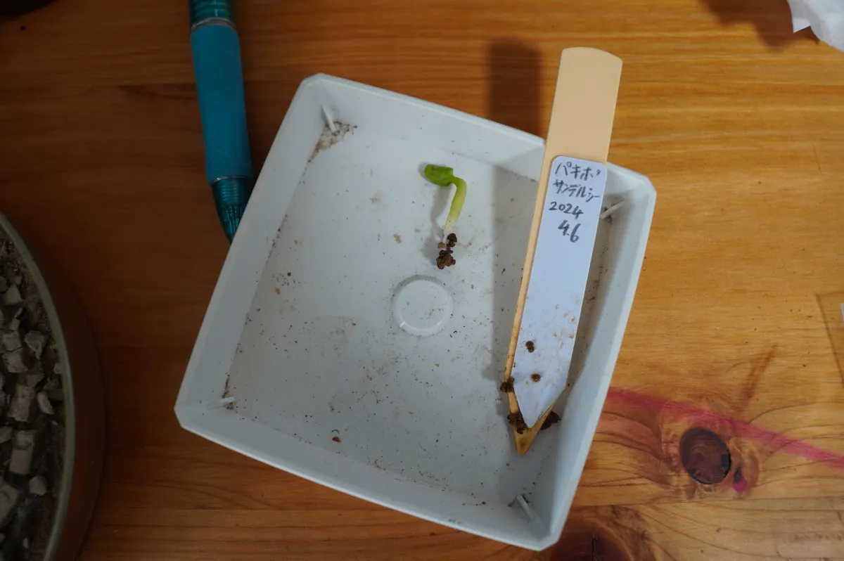 Pachypodium saundersii (パキポディウム サンデルシー 白馬城)