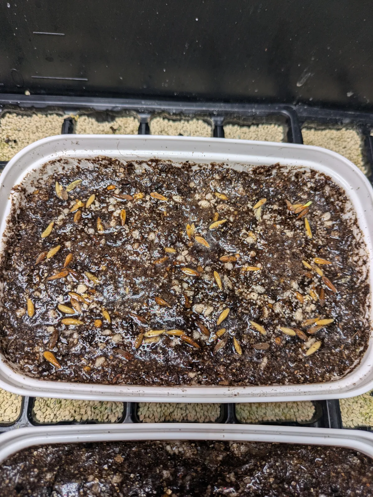 Pachypodium ambongense (パキポディウム アンボンゲンセ)