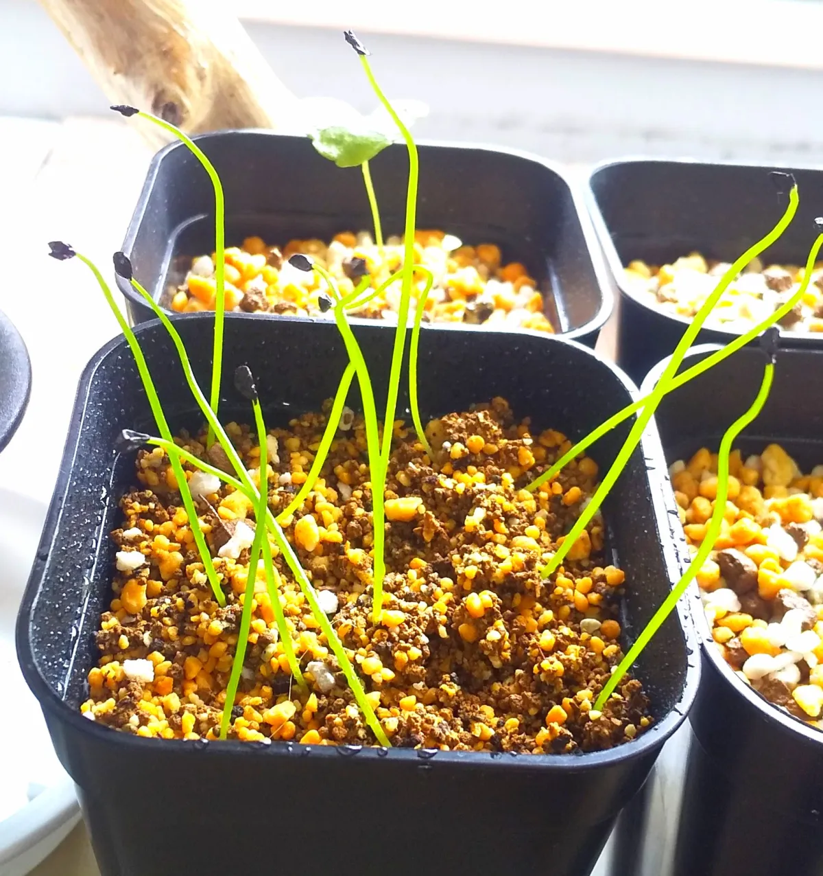 Bowiea volubilis (ボウィエア ボルビリス 蒼角殿)