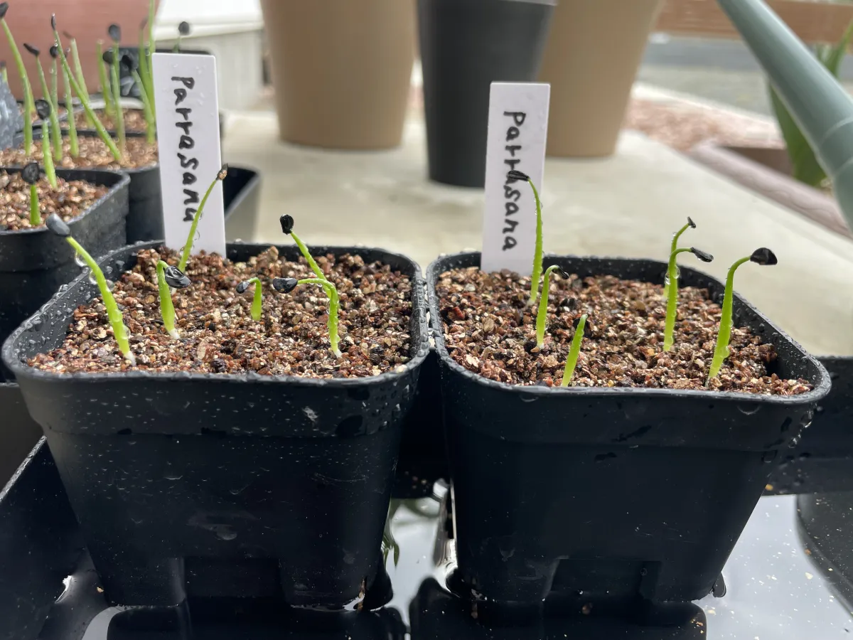 Agave parrasana (アガベ パラサナ)