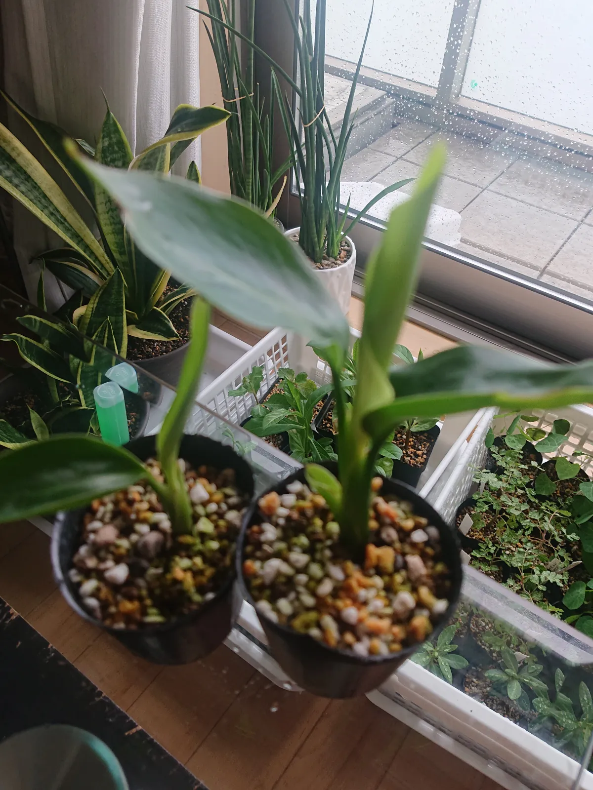 Strelitzia nicolai (ストレリチア ニコライ)