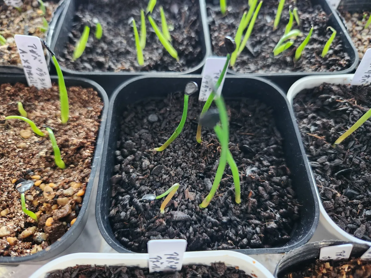 Agave guadalajarana (アガベ グアダラハラナ)