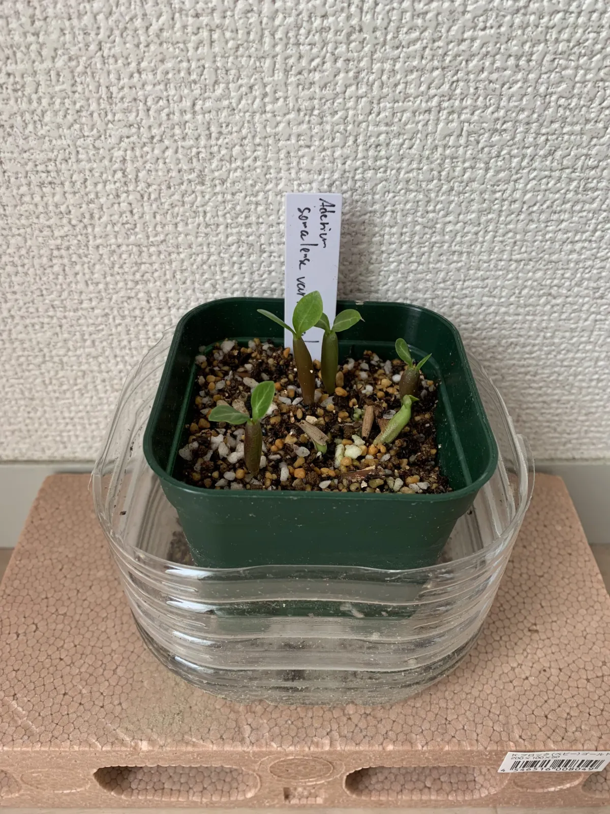 Adenium somalense var. somalense (アデニウム ソマレンセ)
