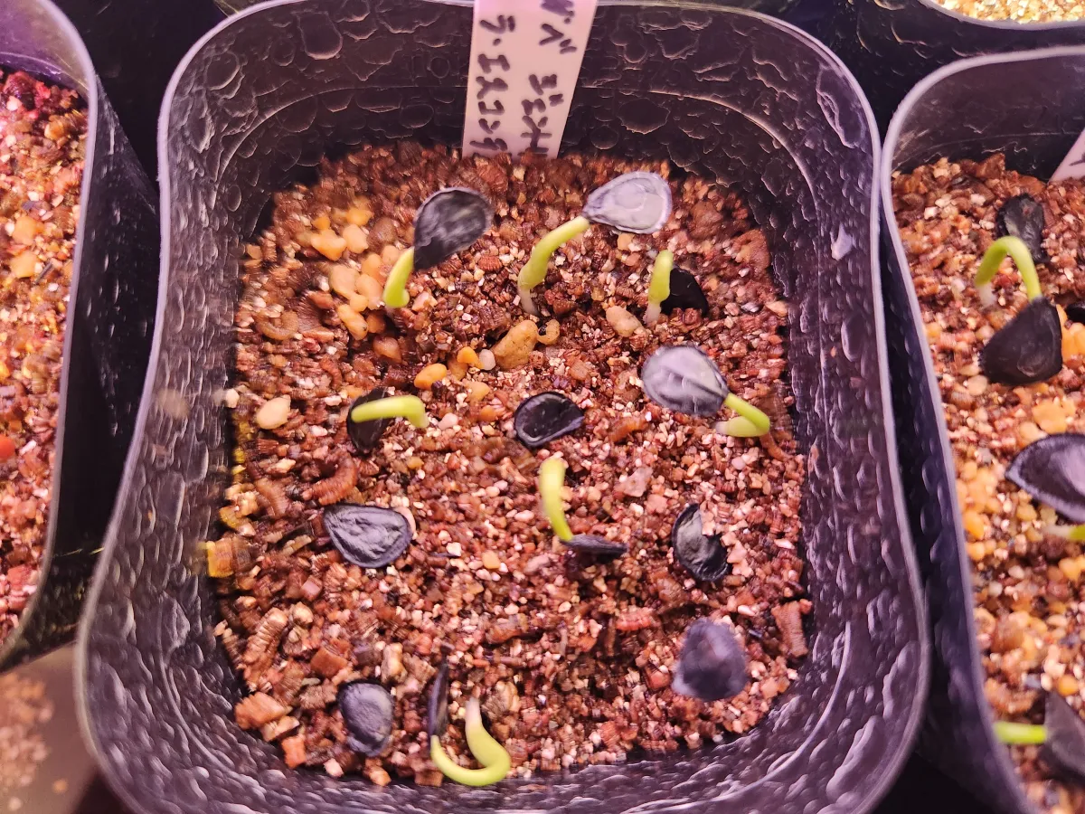 Agave gentryi La Escondida (アガベ ジェントリー ラ・エスコンディーダ)