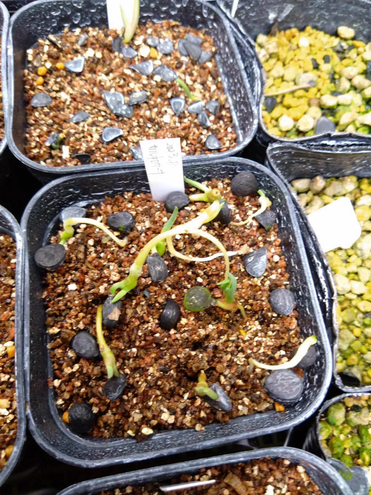 Yucca carnerosana (ユッカ カルネロサーナ)