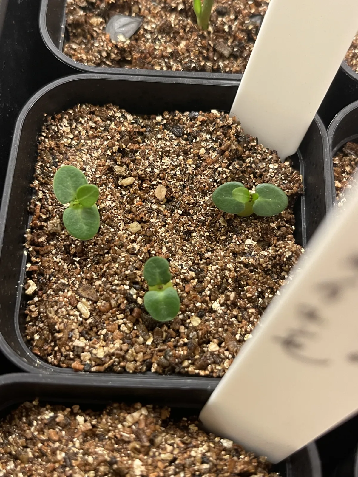 Pachypodium bispinosum (パキポディウム ビスピノーサム)