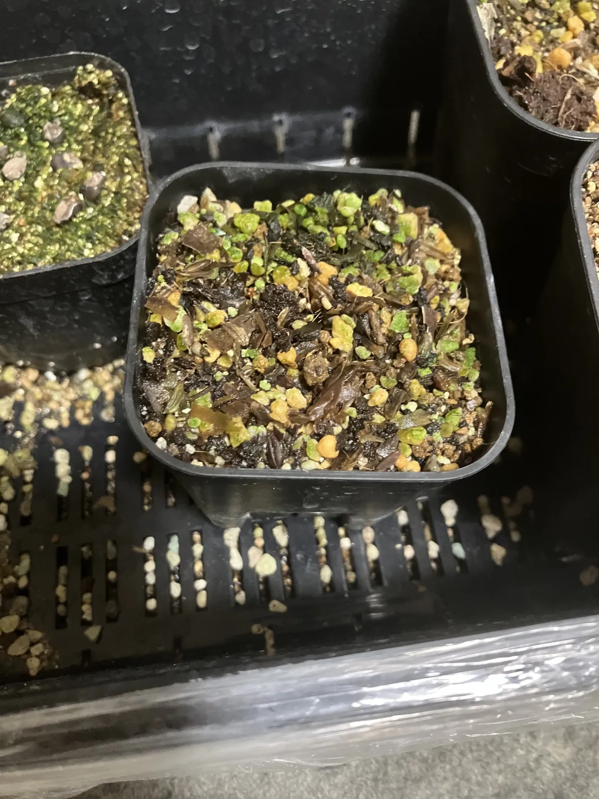 Pachypodium bispinosum (パキポディウム ビスピノーサム)