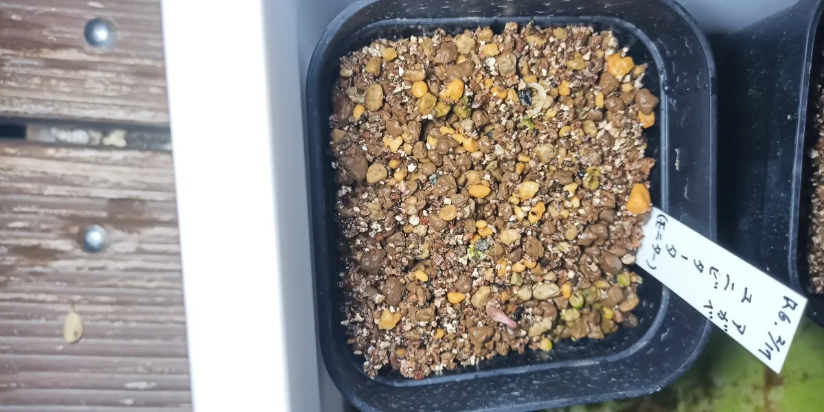 Agave univittata (アガベ ユニビタータ)