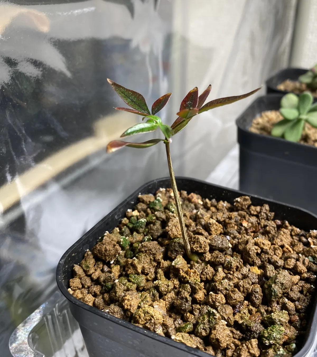 Operculicarya borealis (オペルクリカリア ボレアリス)