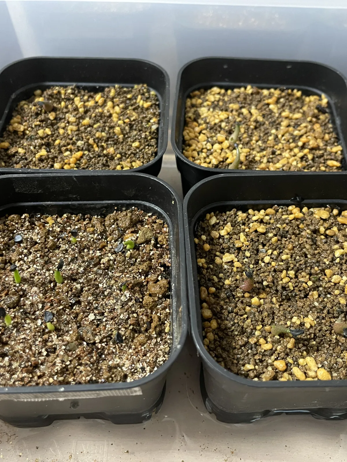 Agave titanota (アガベ チタノタ ドワーフ)