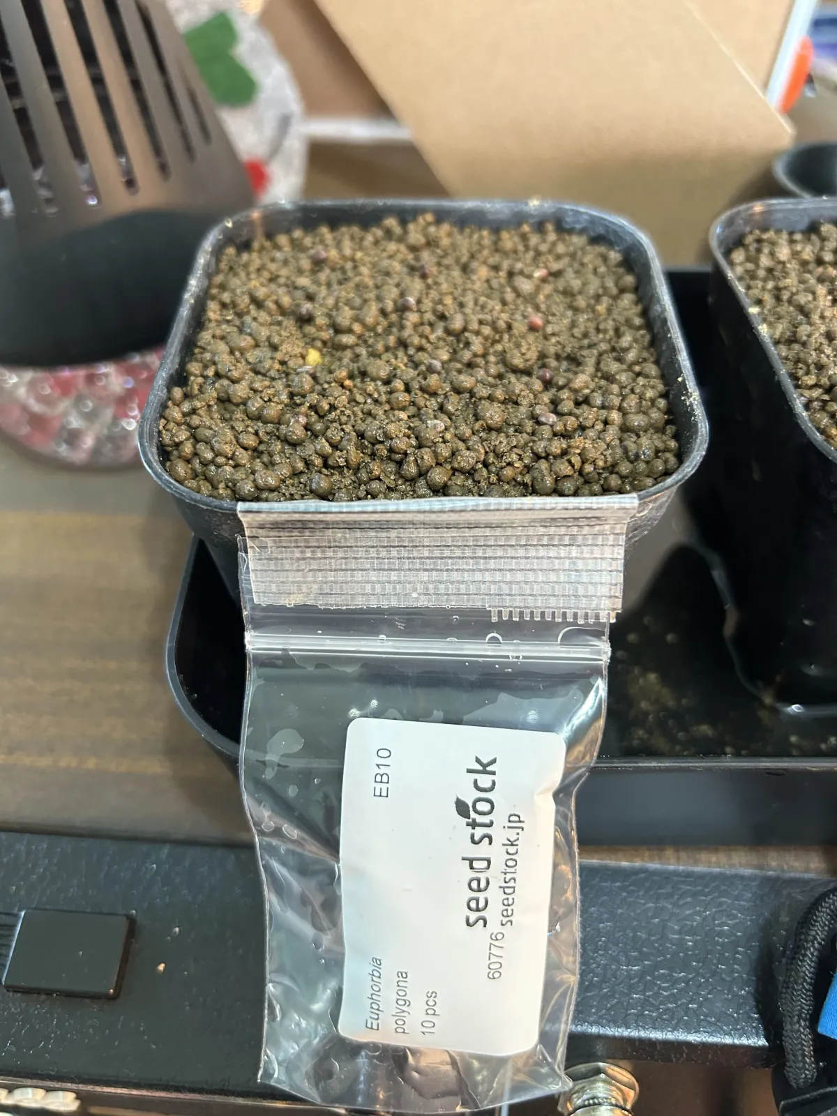 Euphorbia polygona (ユーフォルビア ポリゴナ)