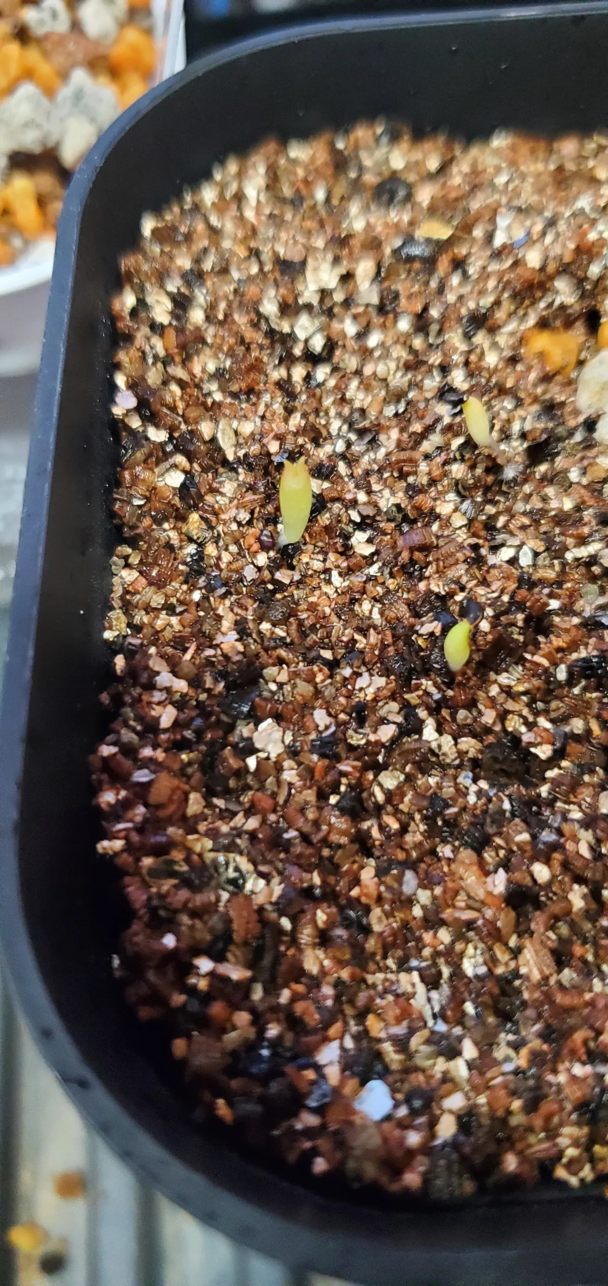 Ferocactus robustus (フェロカクタス ロブスタス)