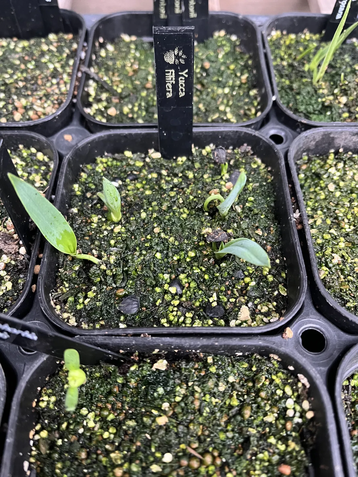 Yucca filifera (ユッカ フィリフェラ)