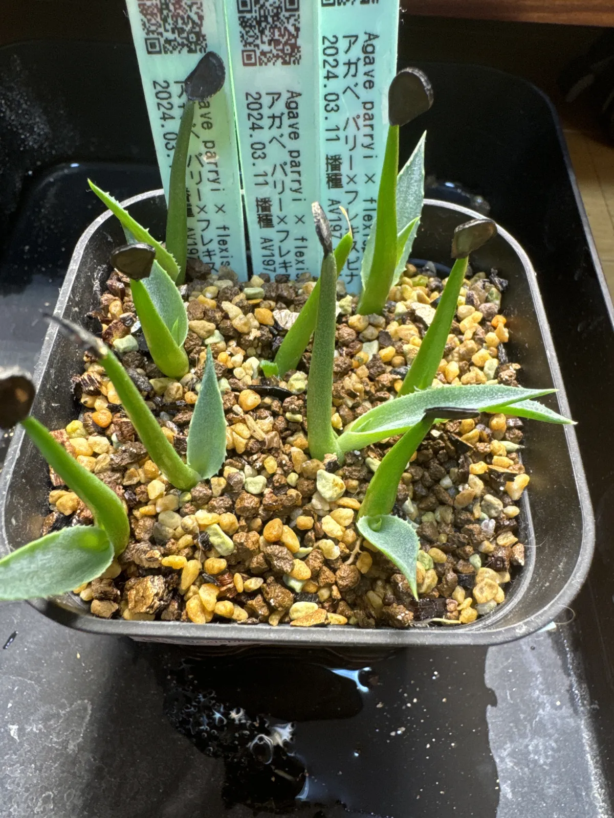 Agave parryi x flexispina (アガベ パリー x フレキシスピナ)