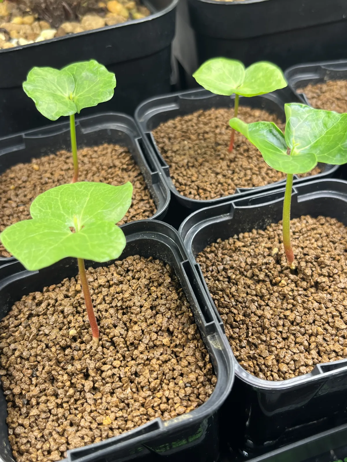 Commiphora monstruosa (コミフォラ モンストローサ)