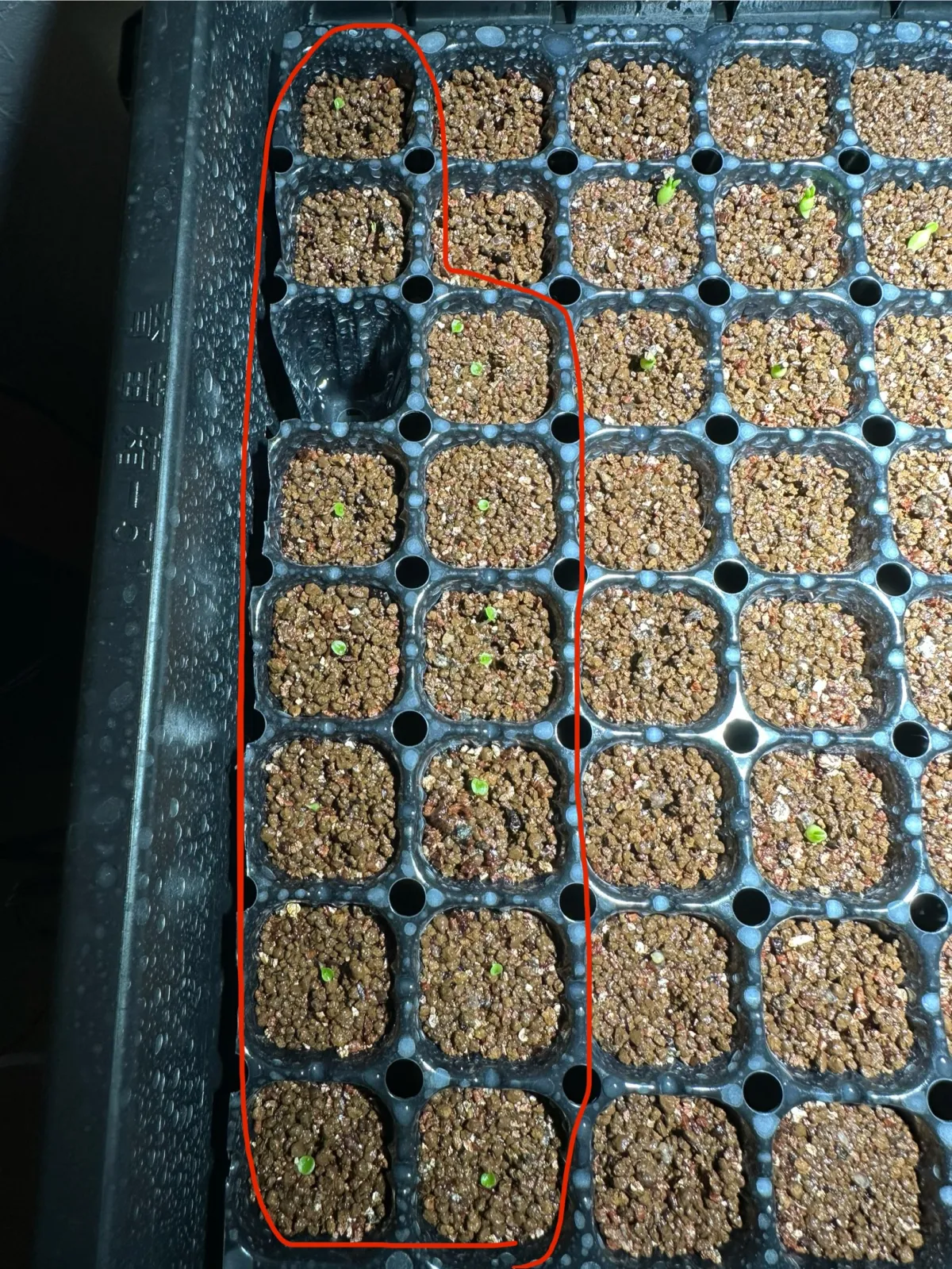 Hechtia lanata (ヘクチア ラナータ)