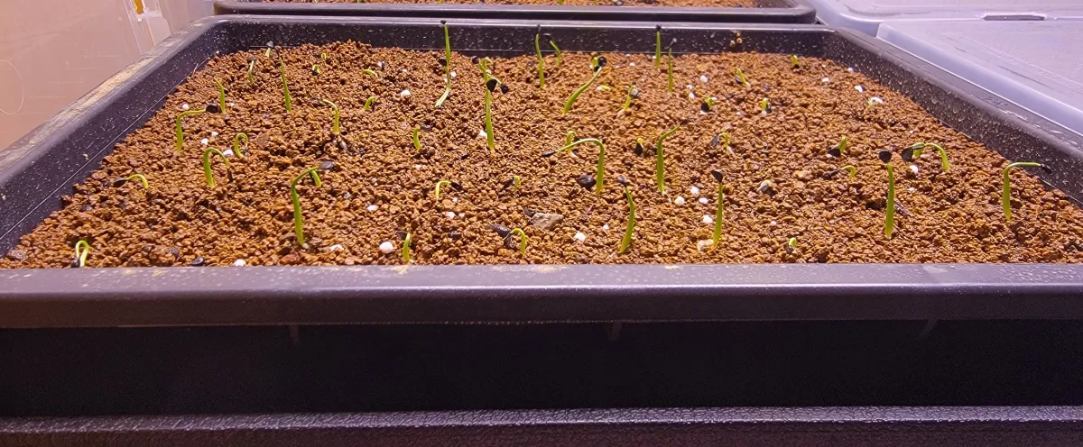 Agave utahensis ssp. kaibabensis (アガベ カイバベンシス)