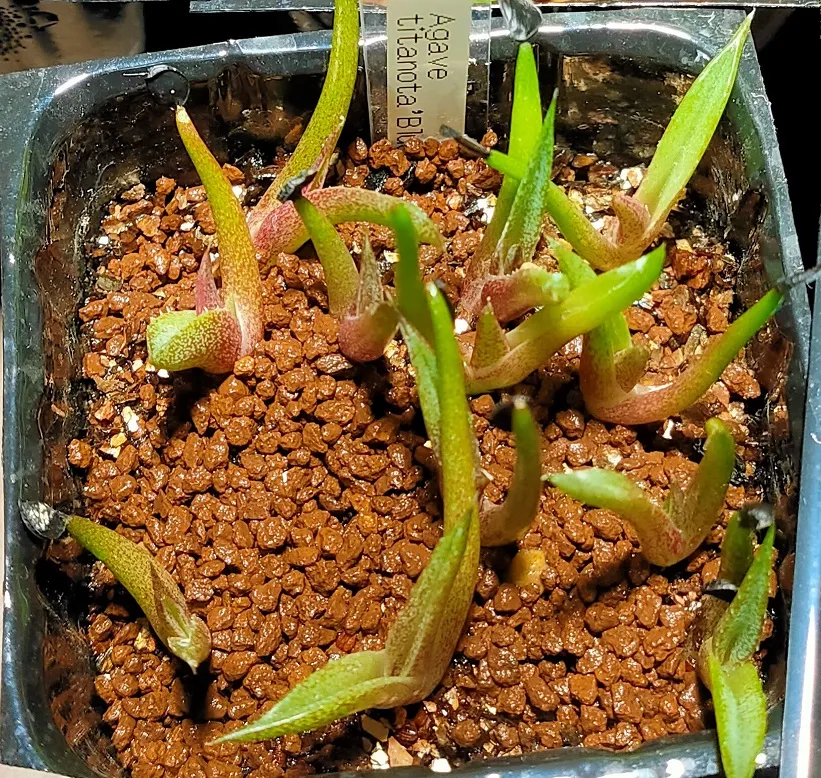 Agave titanota 'Blue' (アガベ チタノタブルー)