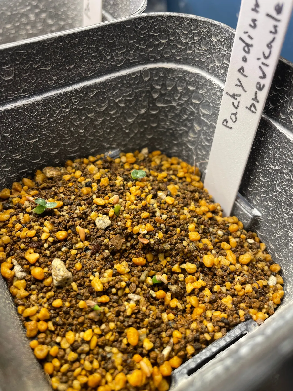 Pachypodium brevicaule (パキポディウム ブレビカウレ（短茎） ())