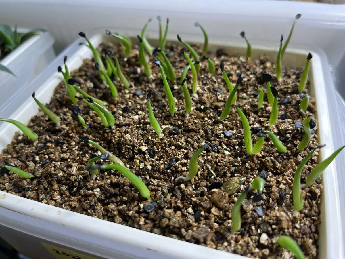 Agave oteroi (アガベ オテロイ)