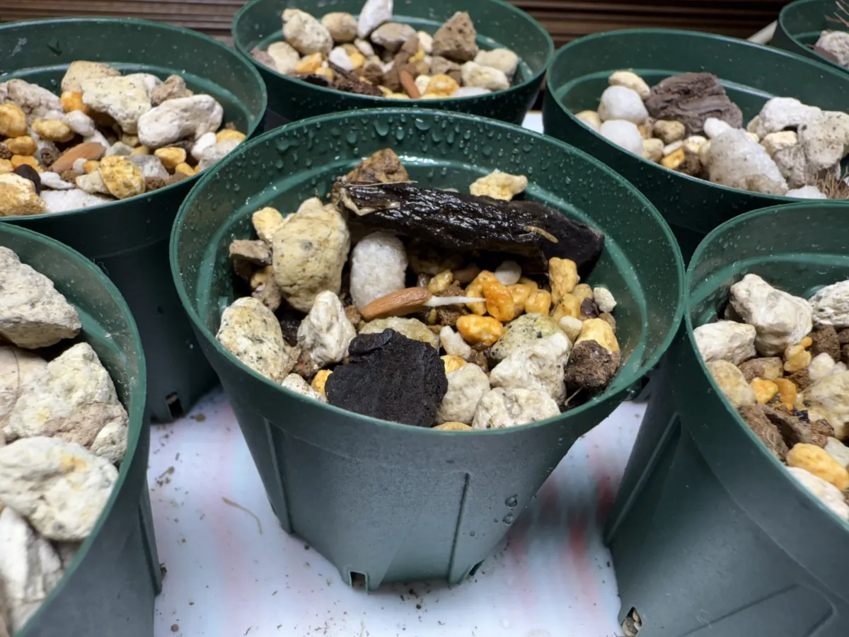 Adenium arabicum Black Giant (アデニウム アラビカム ブラックジャイアント)