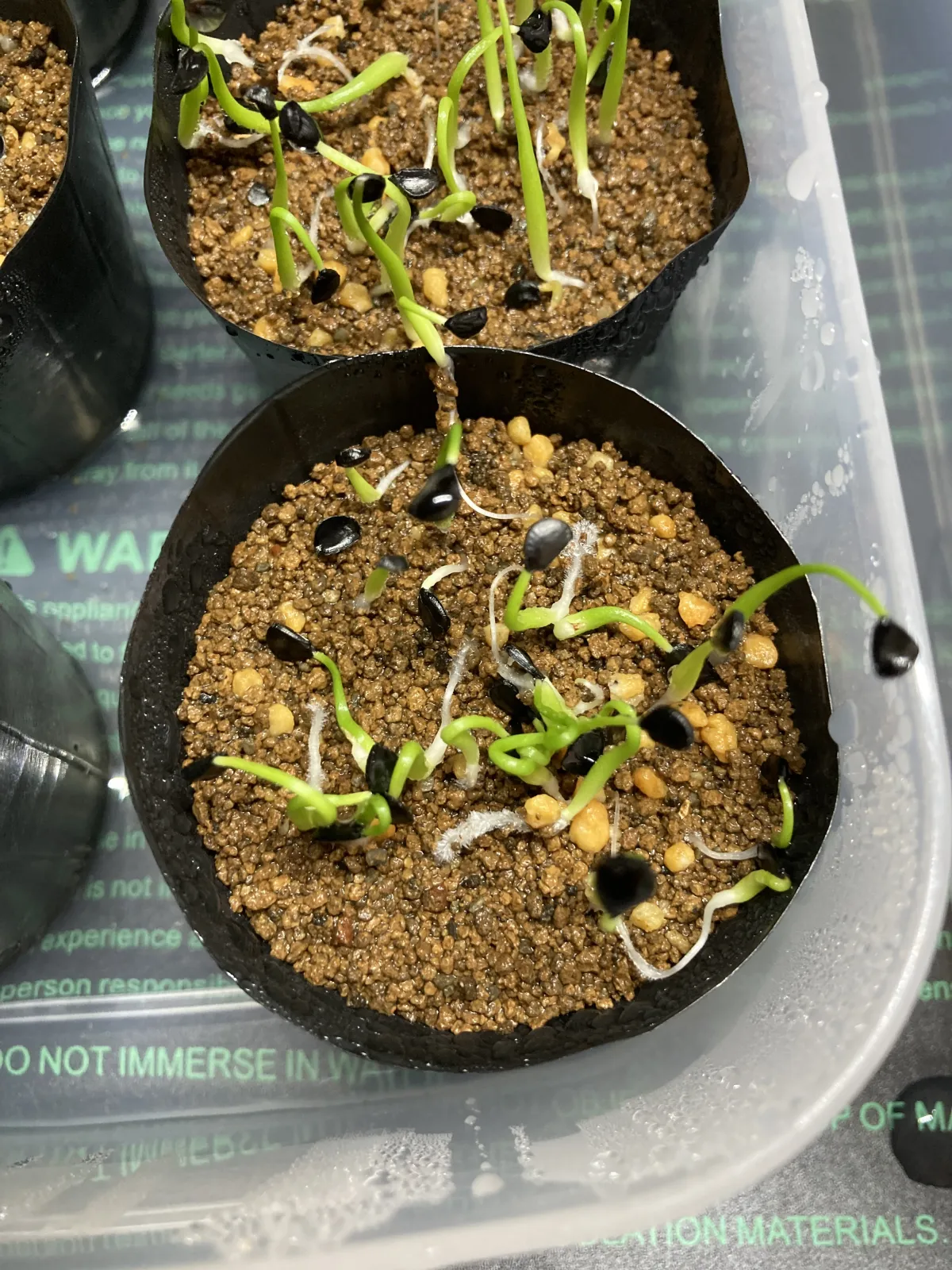 Agave utahensis var. eborispina (アガベ エボリスピナ)