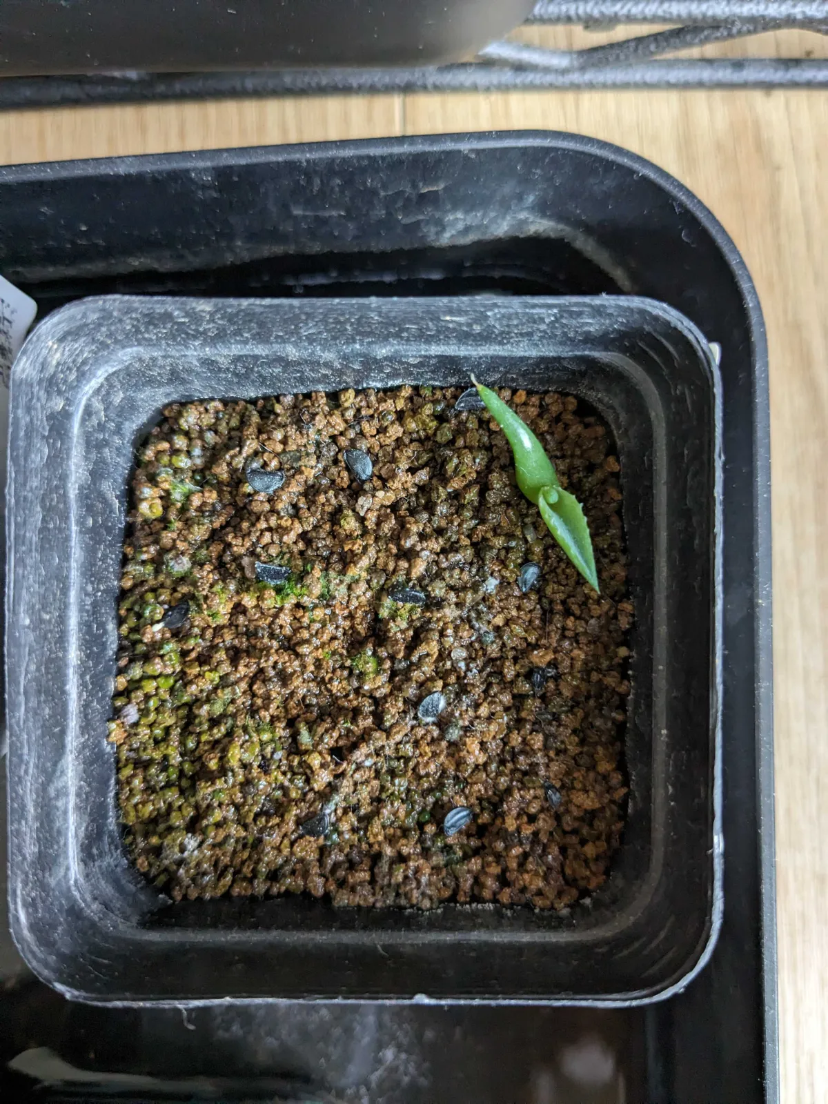 Agave garciae-mendozae (アガベ ガルシアメンドーサ)