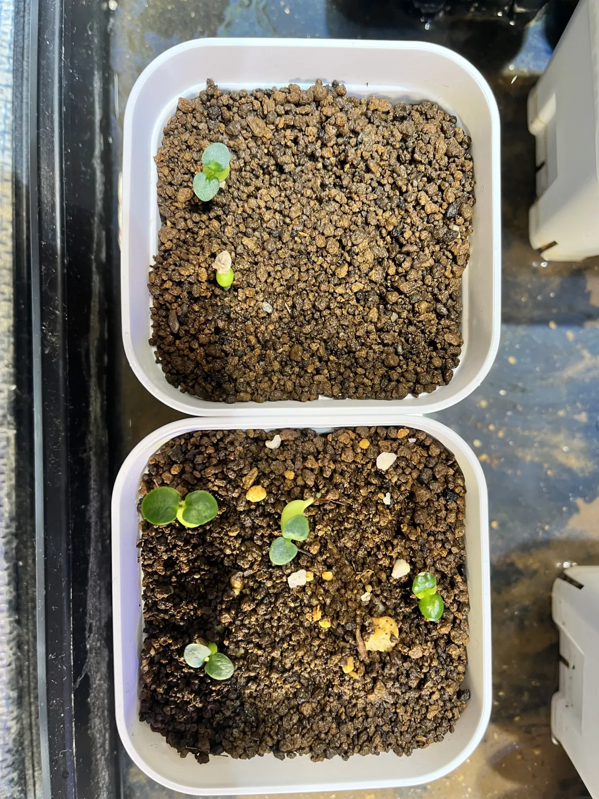 Pachypodium succulentum (パキポディウム サキュレンタム 天馬空)