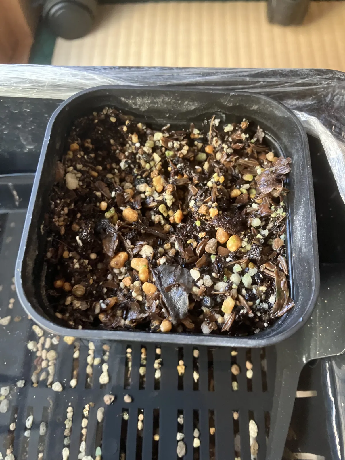 Agave horrida subsp. perotensis (アガベ ペロテンシス)