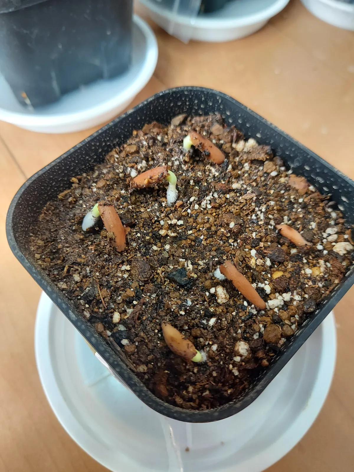 Adenium obesum subsp. obesum Black Gold Crown (アデニウム black gold crown)