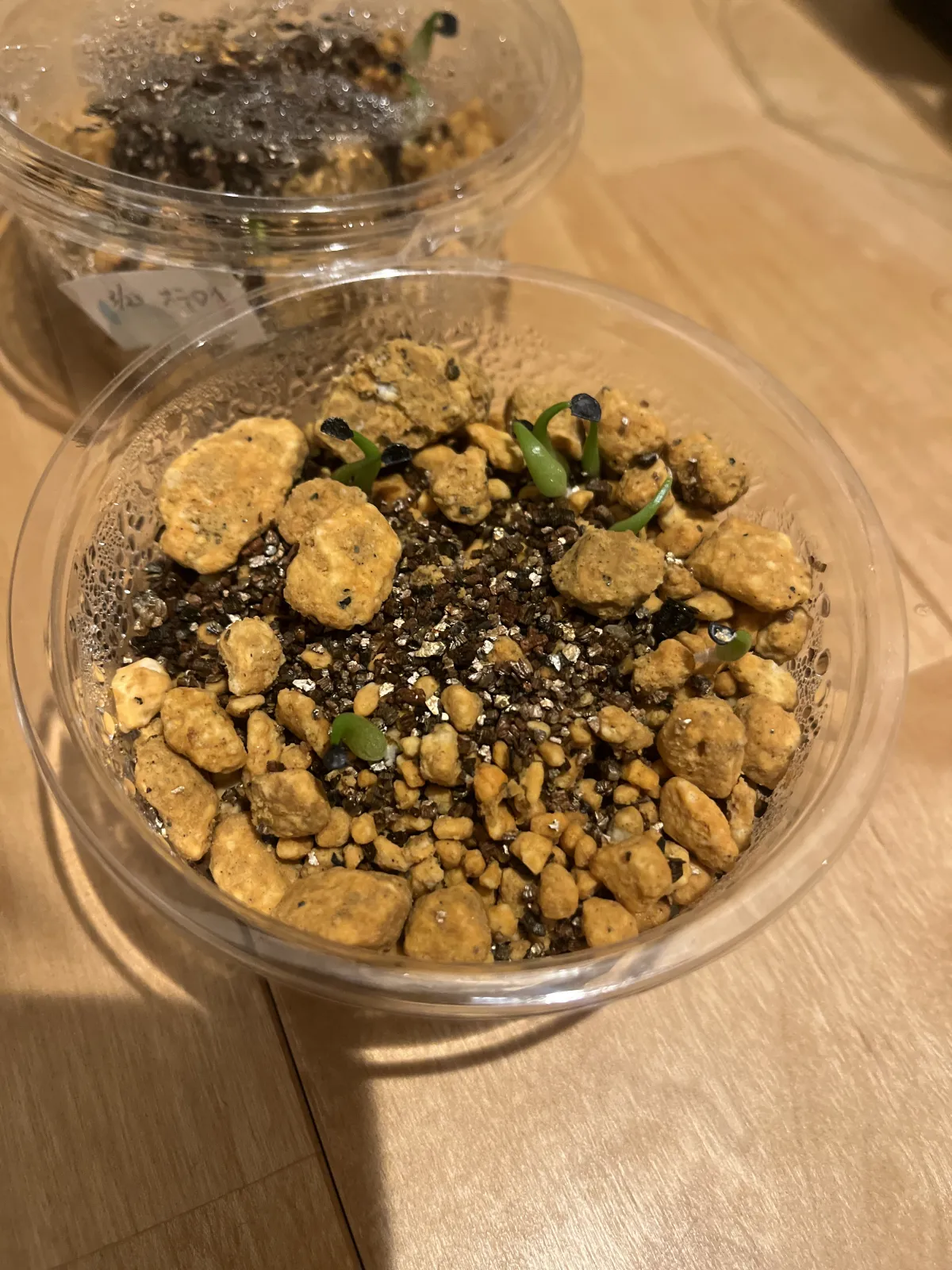 Agave oteroi (アガベ オテロイ)