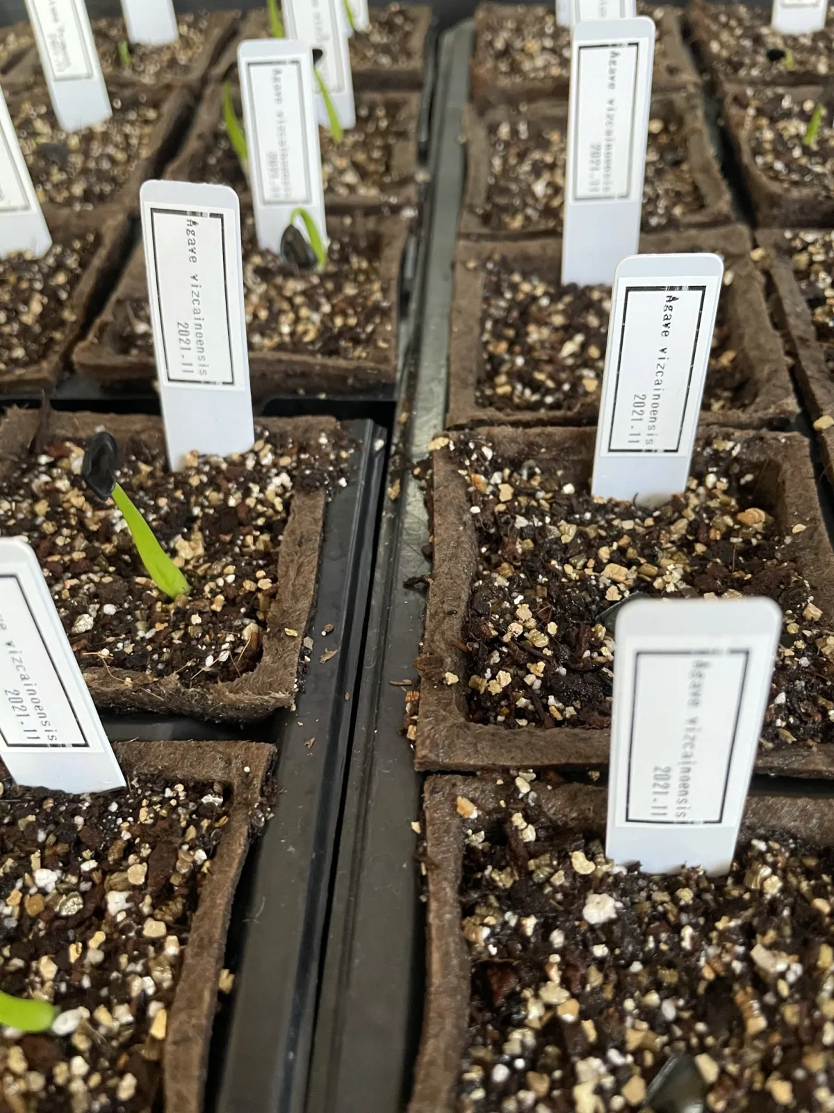 Agave vizcainoensis (アガベ ビスカイノエンシス)