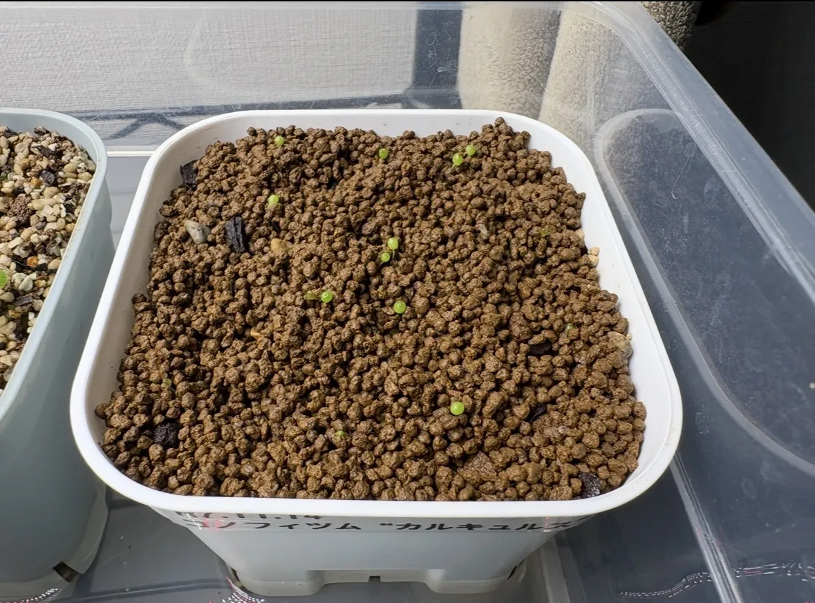 Conophytum calculus (コノフィツム カルキュルス 玉翡翠)