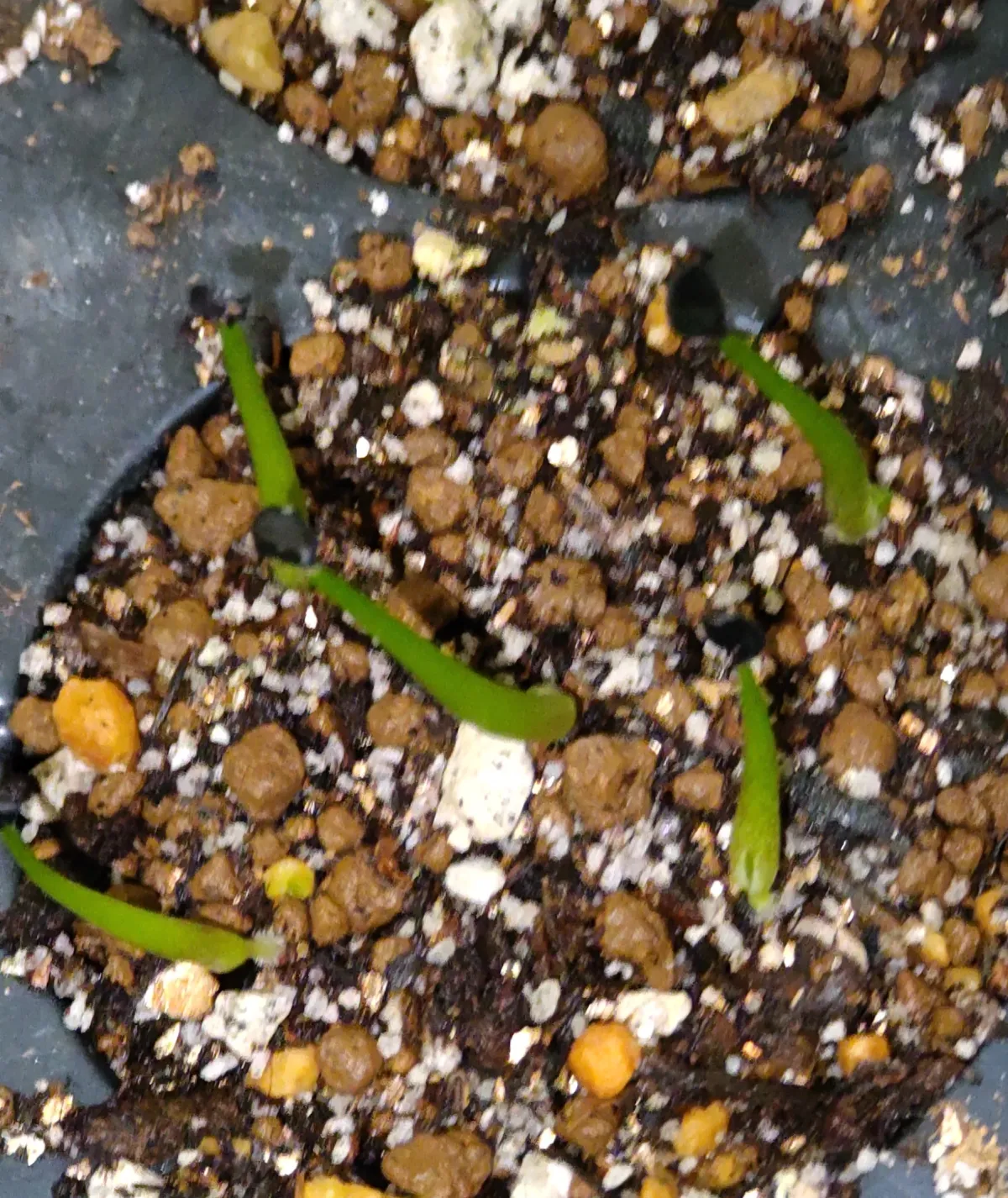 Agave kerchovei 'Huajuapan Red' (アガベ ワフアパンレッド)