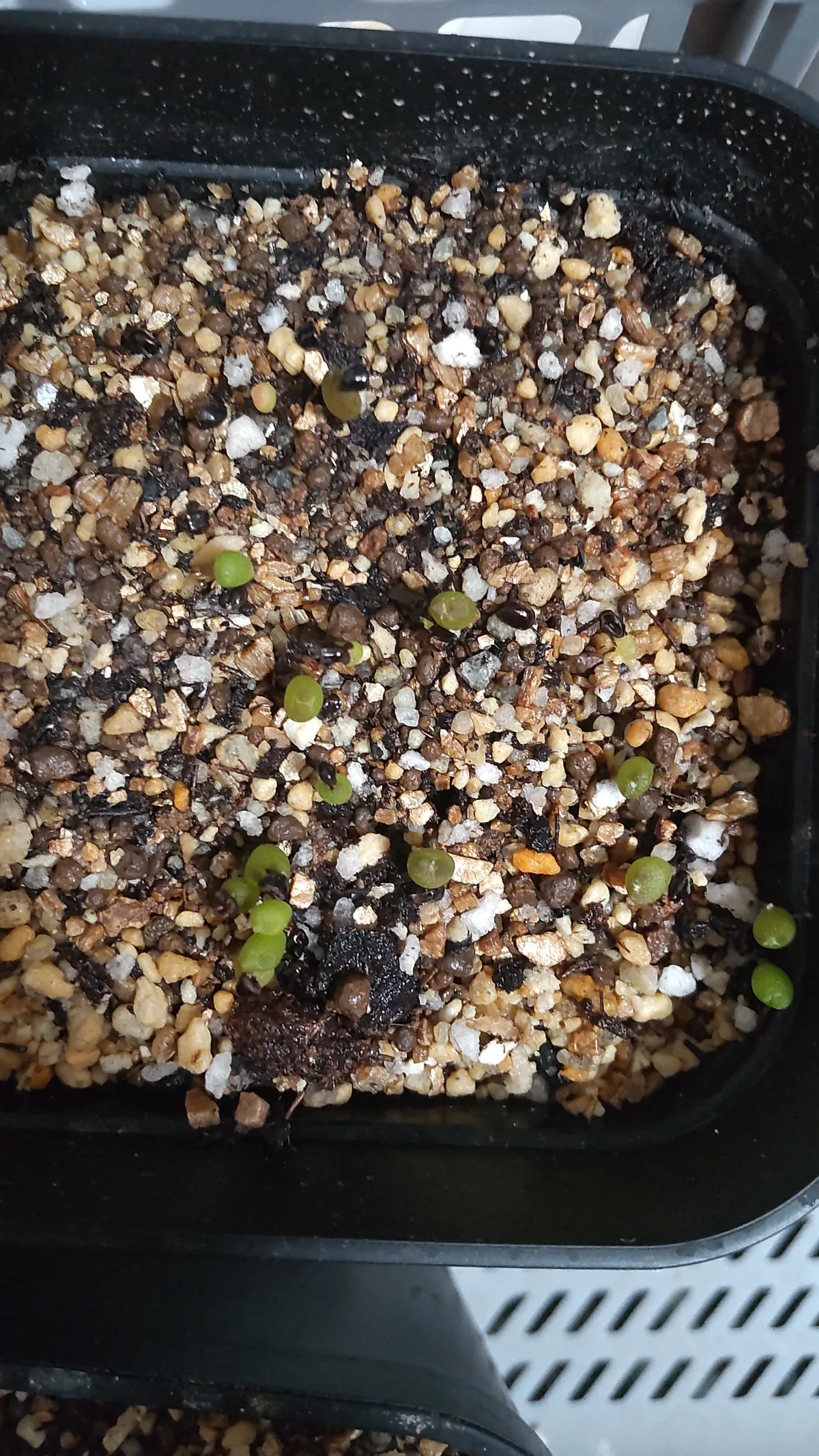 Astrophytum myriostigma var. strongylogonum (アストロフィツム ストロンギロゴナム)