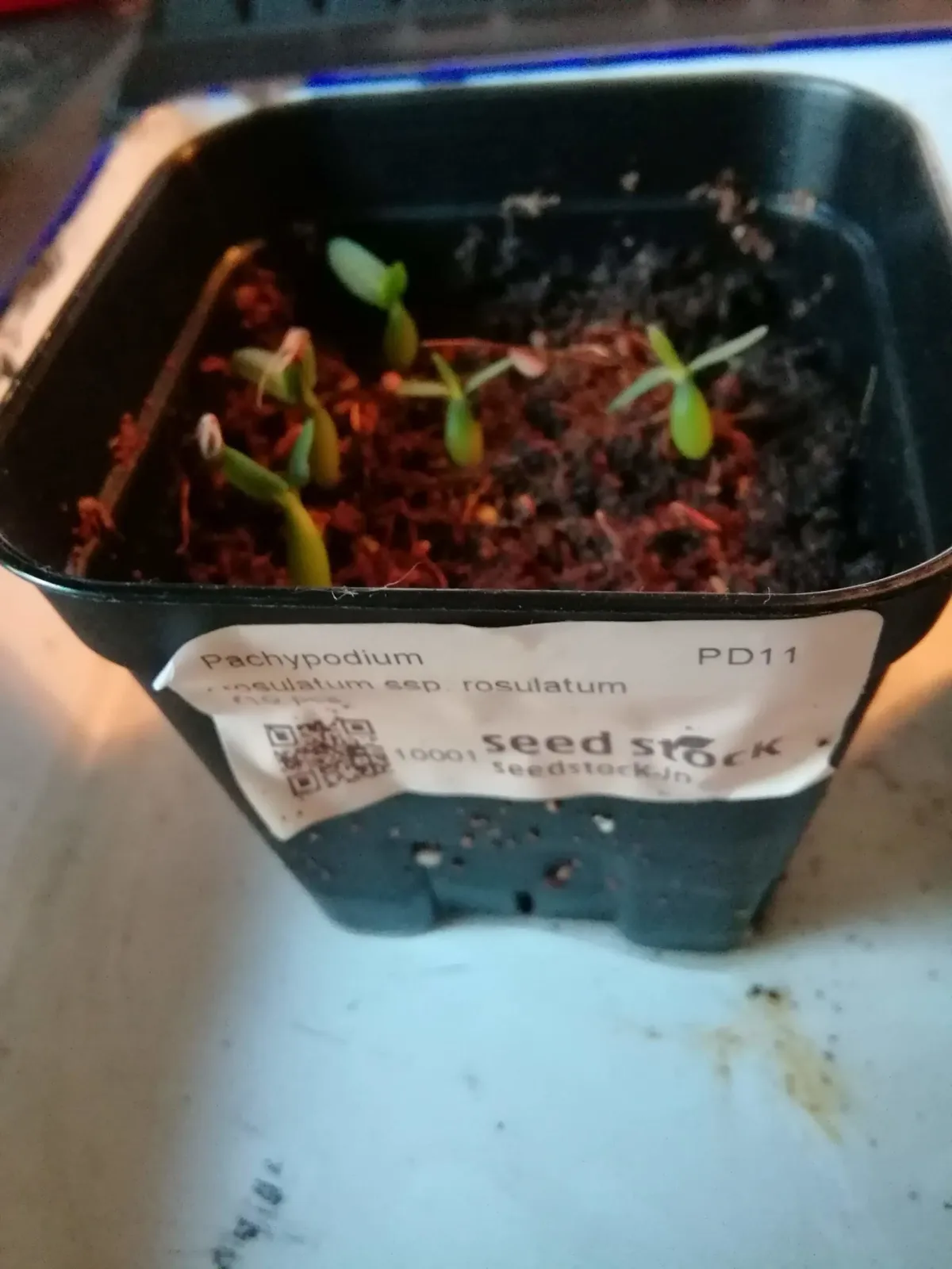 Pachypodium rosulatum (パキポディウム ロスラーツム)