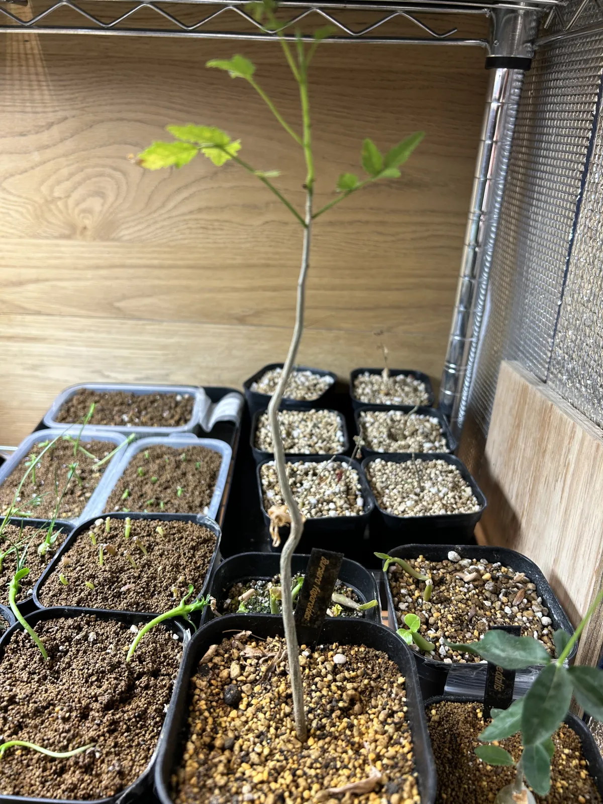 Bursera fagaroides (ブルセラ ファガロイデス)